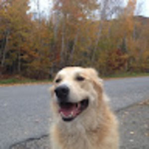 Meet your Posher, Dawson